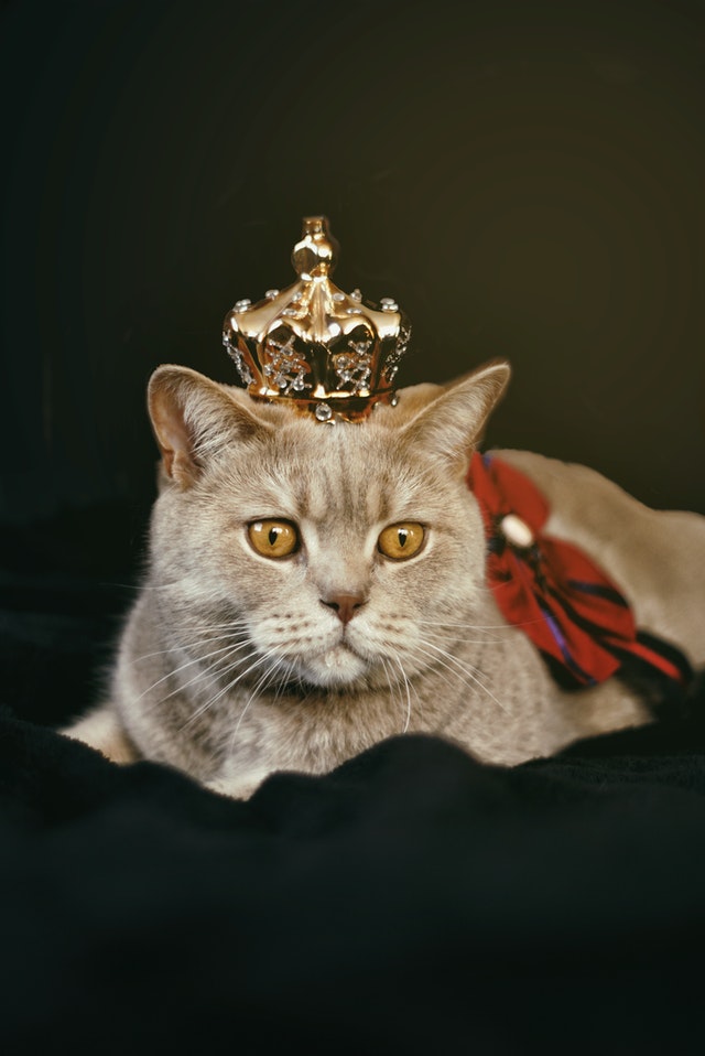 Beige cat with gold colored crown 1314550