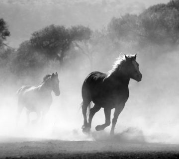 Nature animal fog freedom 52500 360x320