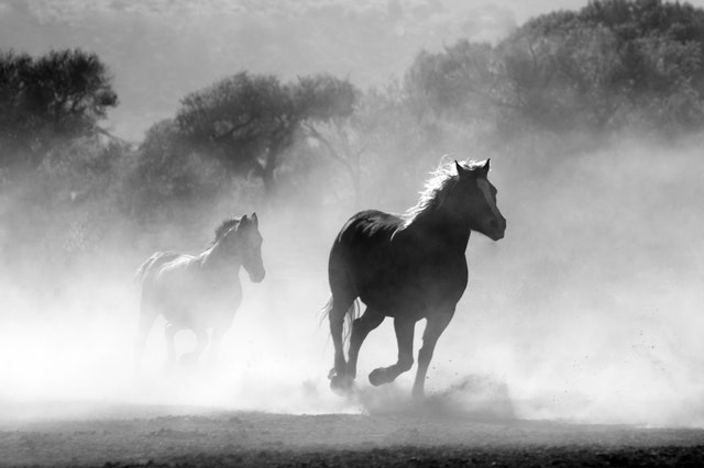 Nature animal fog freedom 52500