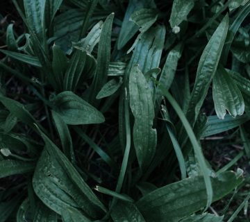 Green leaves with water droplets 4738081 360x320