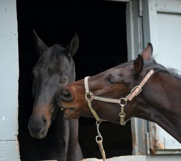 Pexels richard decruz 5840778 360x320