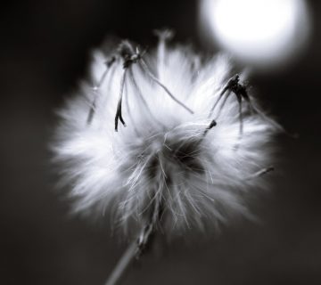 Pexels takeshi arai 4057559 360x320