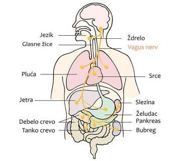 Vagus nerv 02 360x320