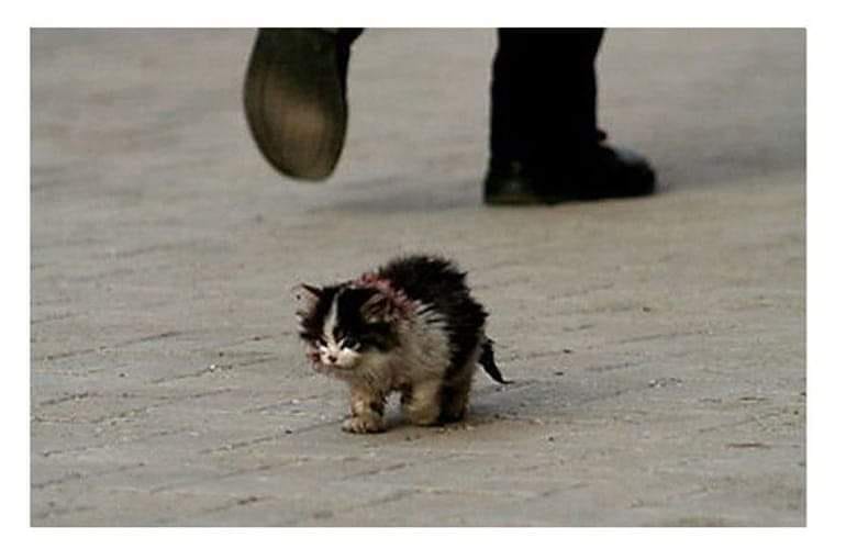 175089932 313605026991977 8798675395611266305 n