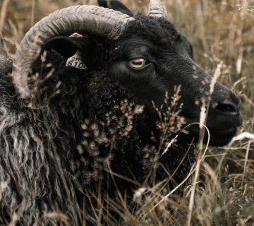 Pexels arthouse studio 4338018 360x320