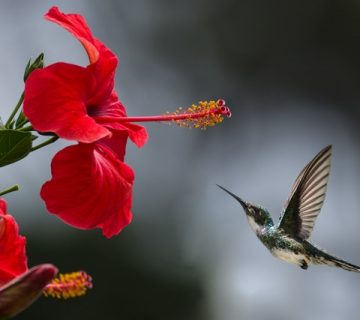 Pexels philippe donn 1133957 360x320