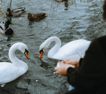 Pexels alina kurson 10554368 360x320