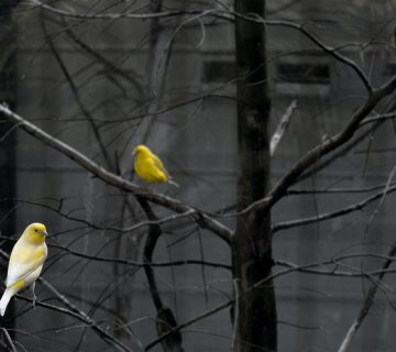 Pexels andreas p 401806 360x320