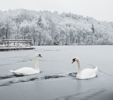 Pexels arturas kokorevas 10547480 360x320