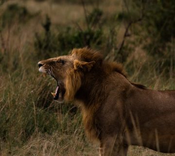 Pexels vishvapatel 5306143 360x320