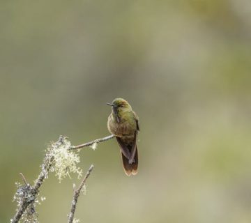 Pexels juan felipe ramirez 312591454 27083318 360x320